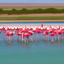 Flamingo infrastructure · low-resolution stage 1 · stage1 2 steps5